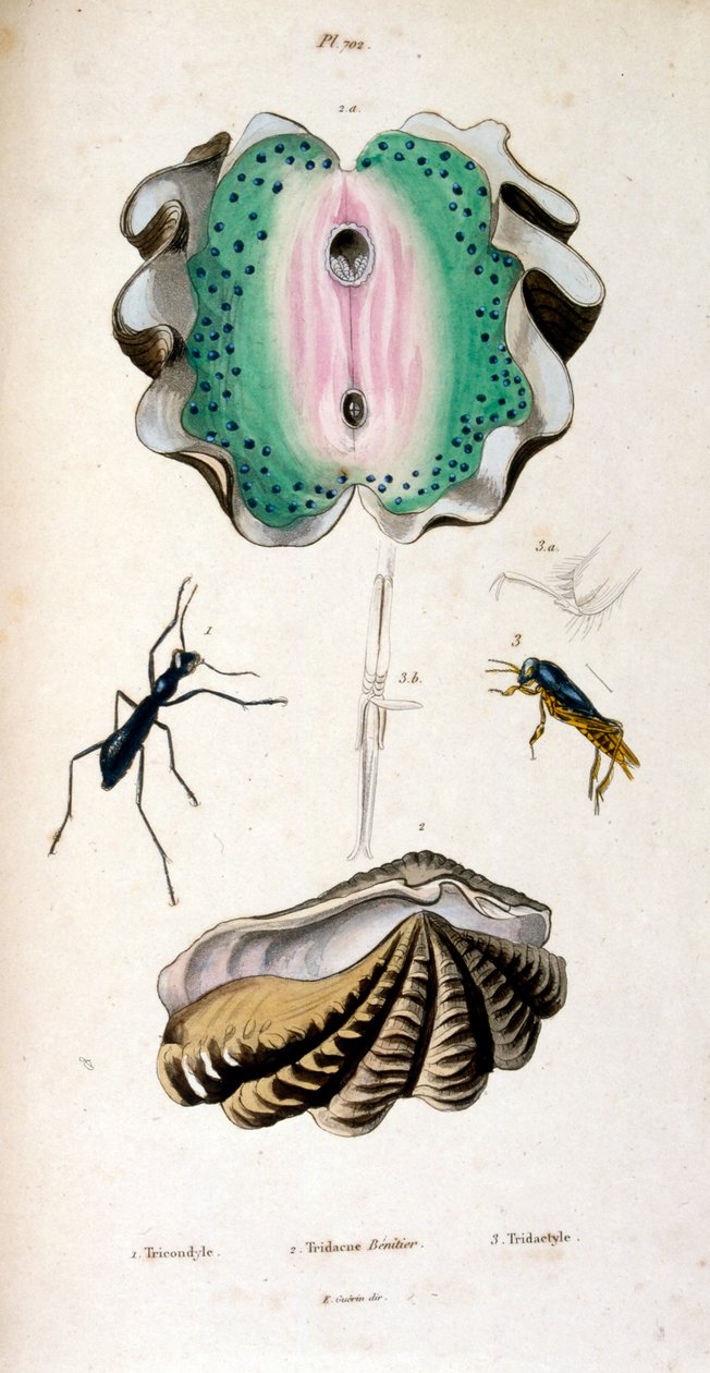 Ilustración botánica y zoológica de F. E. Guérin. Del Dictionnaire pittoresque d