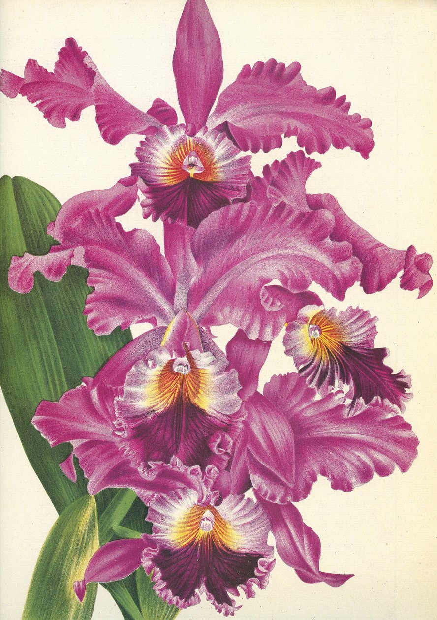 Lámina botánica/Cattleya labiata var. Perfecta/Lindenia de Unbekannt