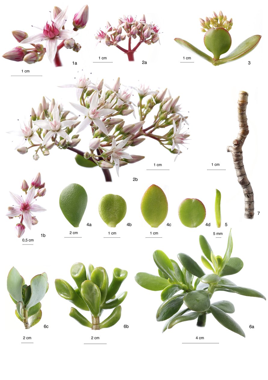 Tablero botánico / Crassula ovata de Unbekannt