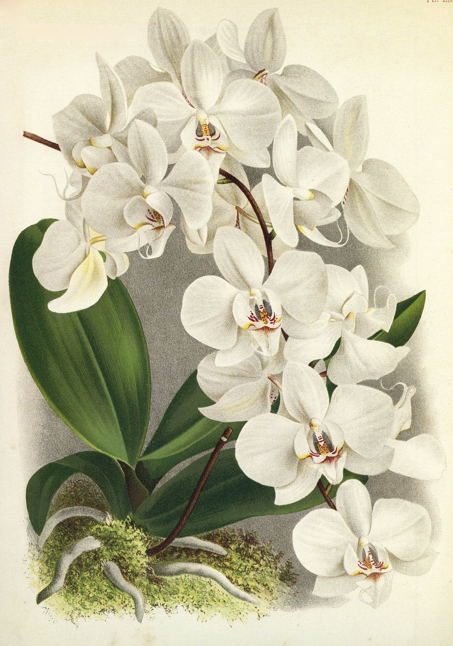 Lámina botánica/Phalaenopsis amabilis/Phalaenopsis gigantea/Lindenia de Unbekannt