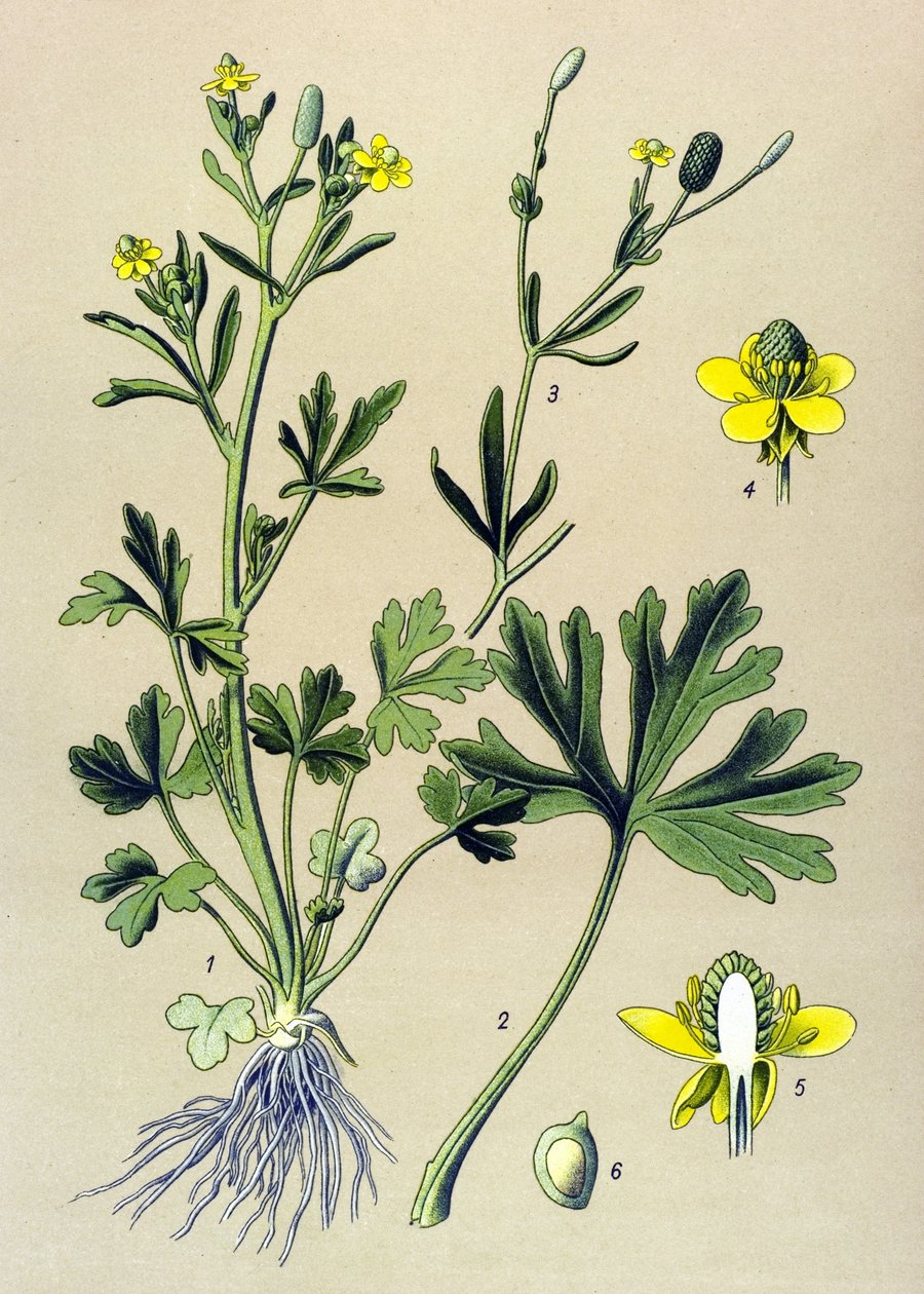 Tabla botánica. Venenosa (tóxica): Ranúnculo acelerado o ranúnculo de hoja de apio (Ranunculus sceleratus) de Unbekannter Künstler