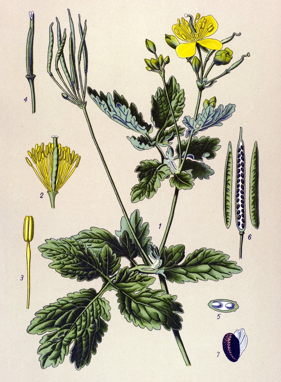 Tabla botánica. Planta venenosa (tóxica) y medicinal: Chelidoina o quelidoína grande (Chelidonium majus) de Unbekannter Künstler