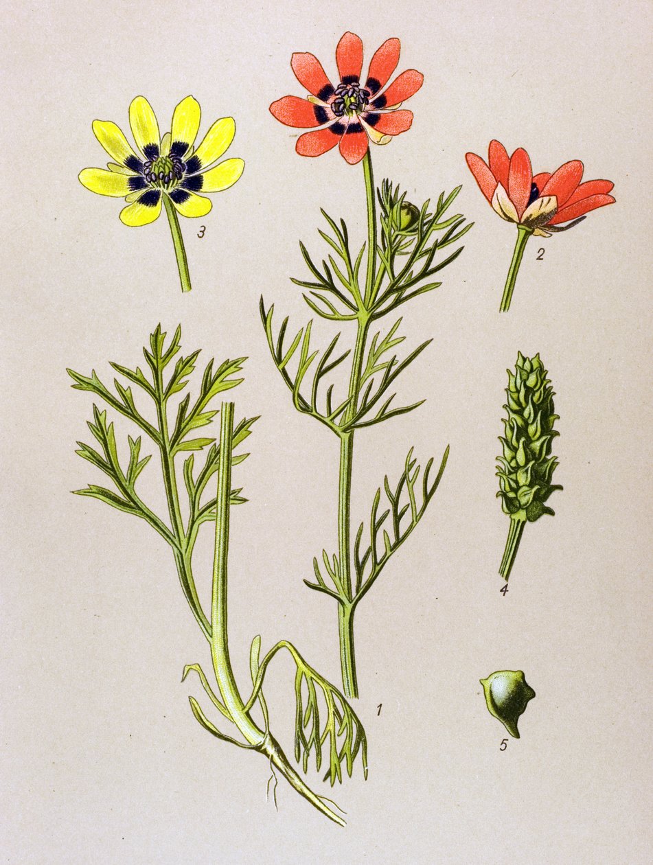 Tabla botánica. Planta venenosa (tóxica) y medicinal: Adonis de verano (Adonis aestivalis) de Unbekannter Künstler