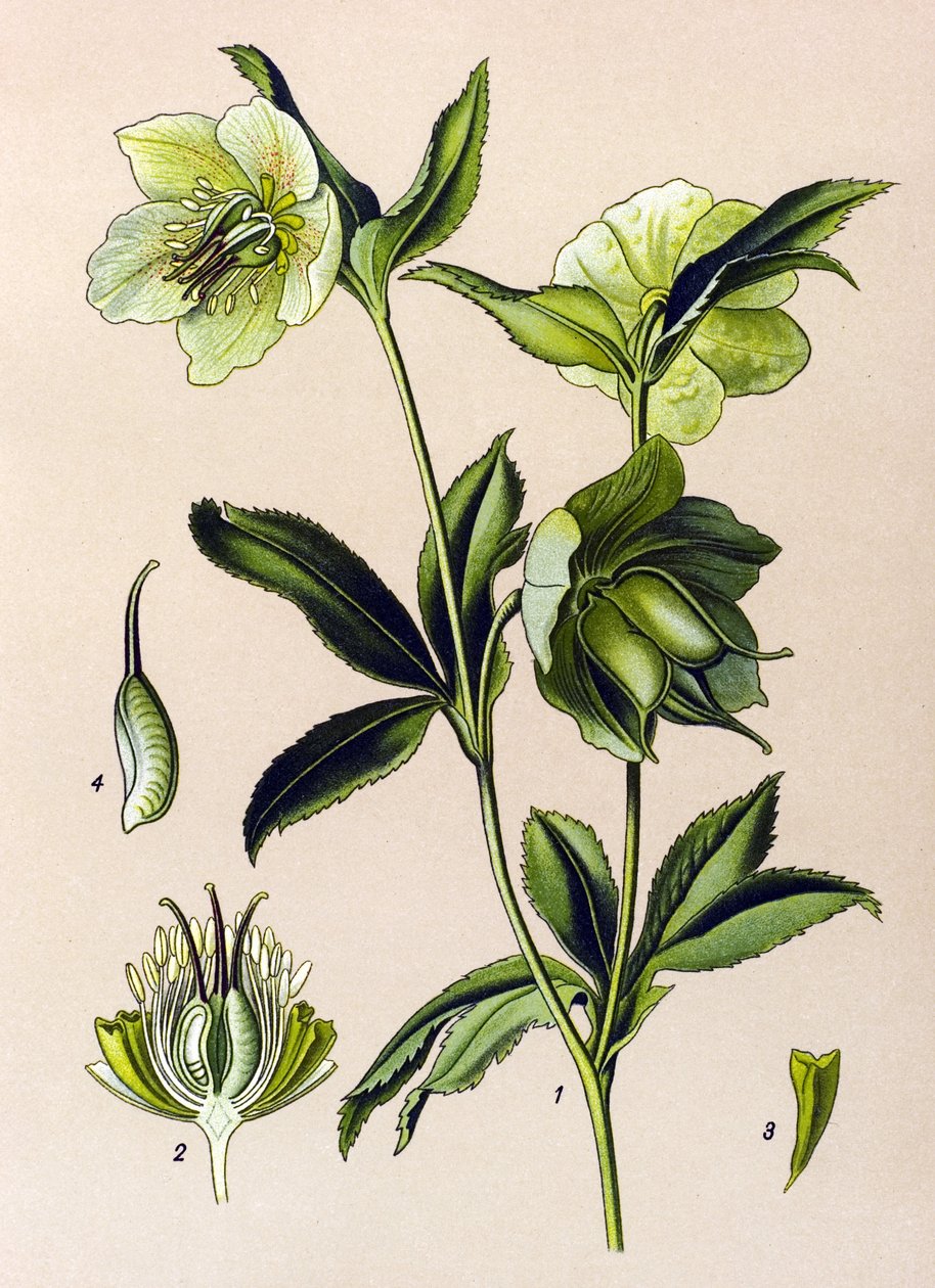 Tabla botánica. Planta venenosa (tóxica) y medicinal: eléboro verde (Helleborus viridis) de Unbekannter Künstler