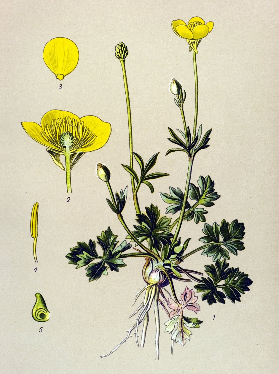 Tabla botánica. Planta venenosa (tóxica): Ranúnculo bulboso o brote dorado (Ranunculus bulbosus) de Unbekannter Künstler