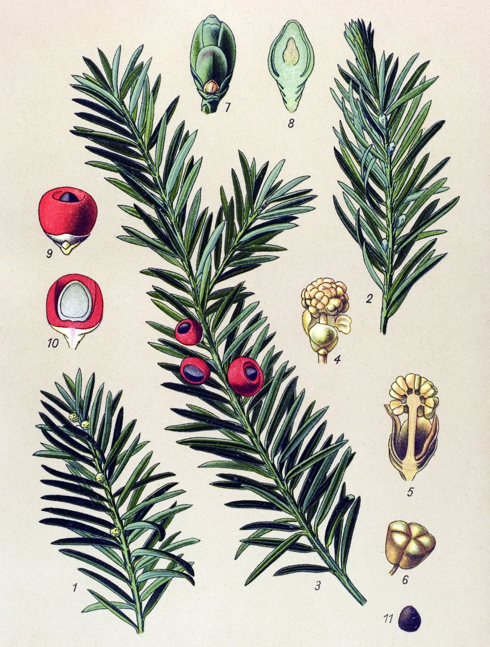 Tabla botánica. Planta venenosa (tóxica): Tejo común (Taxus baccata) de Unbekannter Künstler