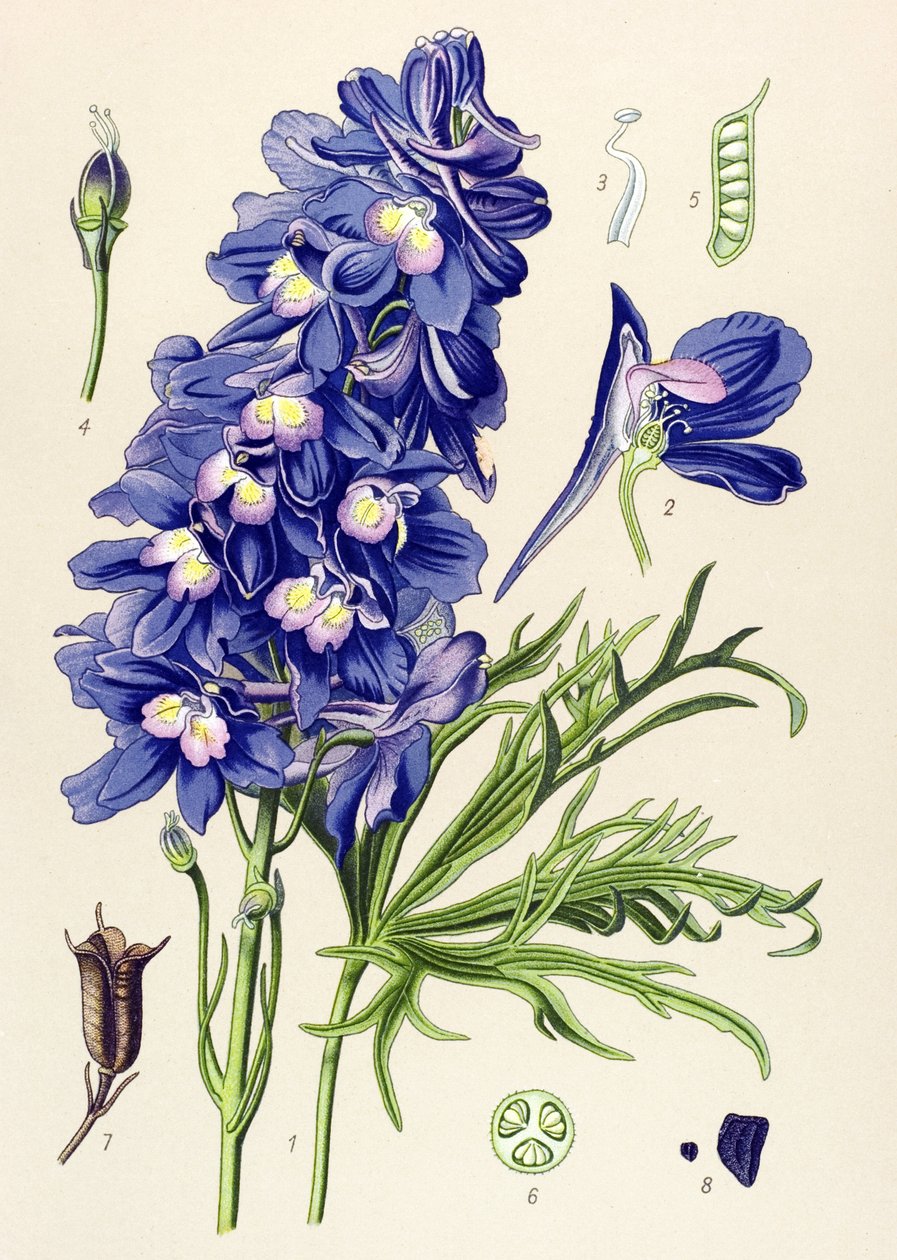 Tabla botánica. Planta venenosa (tóxica): delfinio o pie de alondra (Delphinium grandiflorum) de Unbekannter Künstler