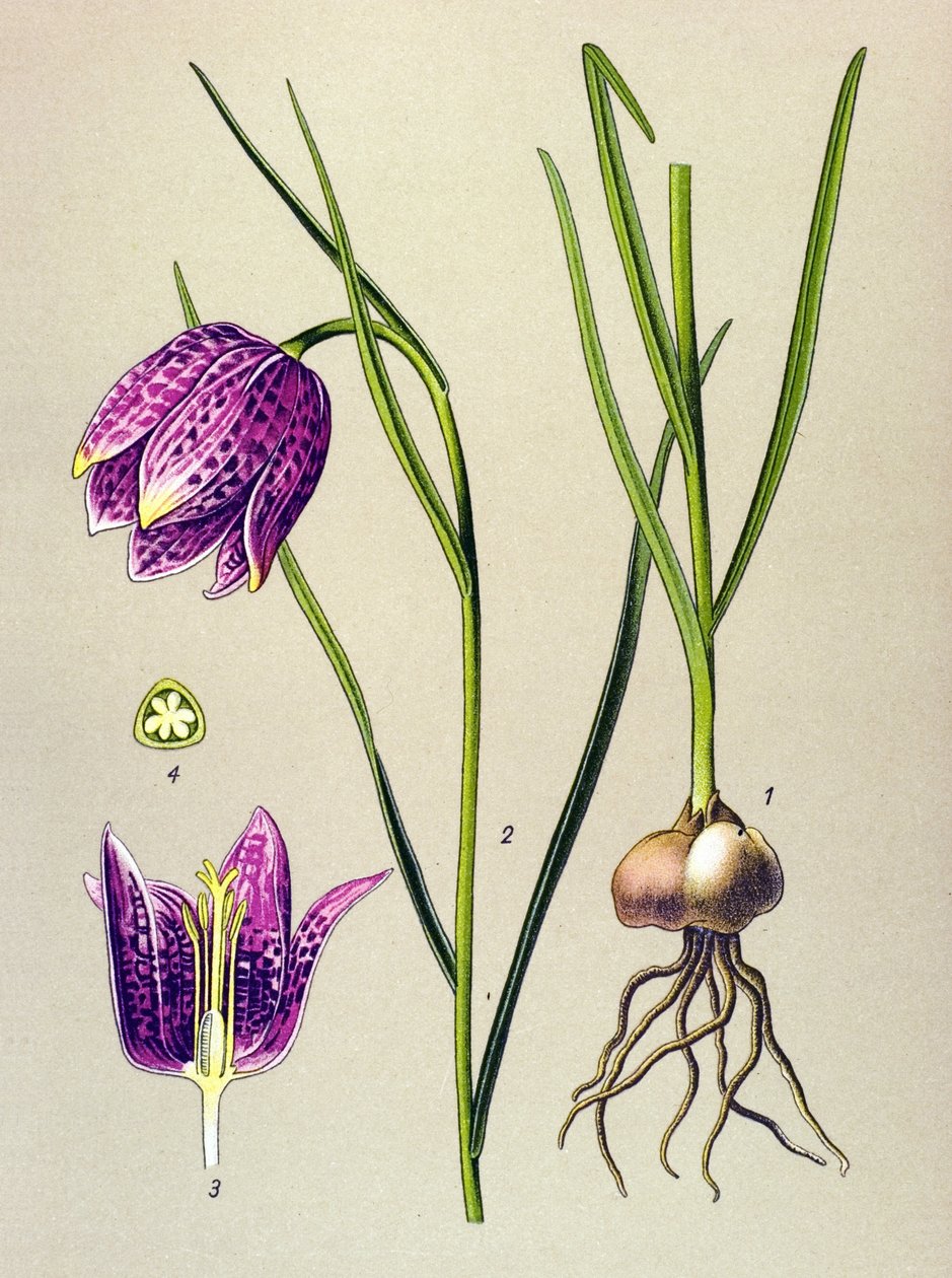 Tabla botánica. Planta venenosa (tóxica): gallina de Guinea o "guinea fowl" (Fritillaria meleagris) de Unbekannter Künstler