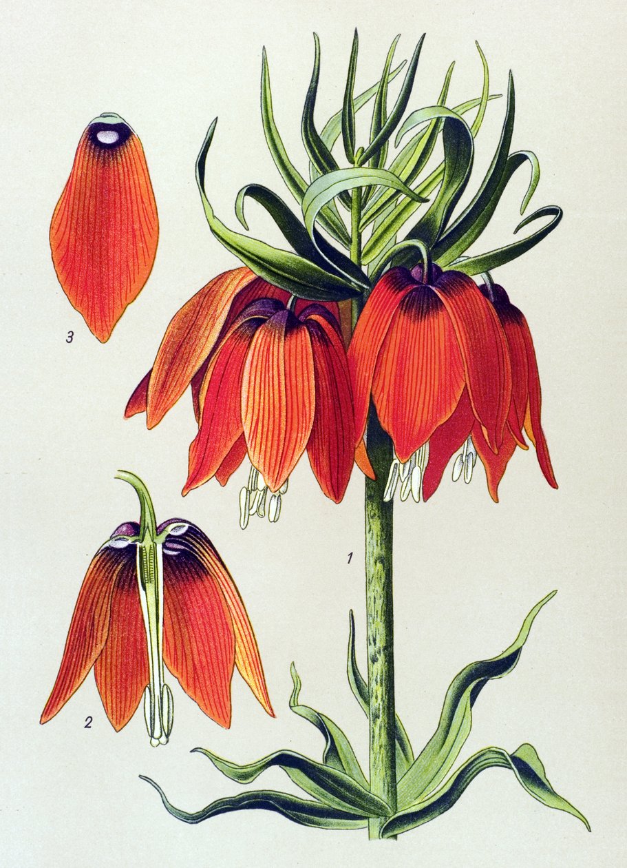 Tabla botánica. Planta venenosa (tóxica): fritillaria imperialis de Unbekannter Künstler
