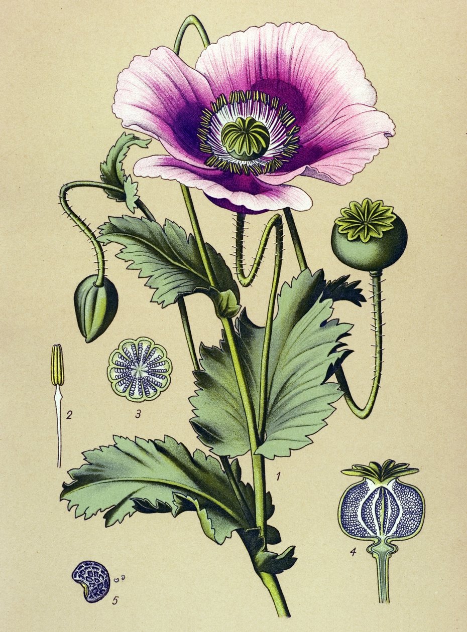 Tabla botánica. Planta venenosa (tóxica) y medicinal: adormidera (Papaver somniferum) de Unbekannter Künstler