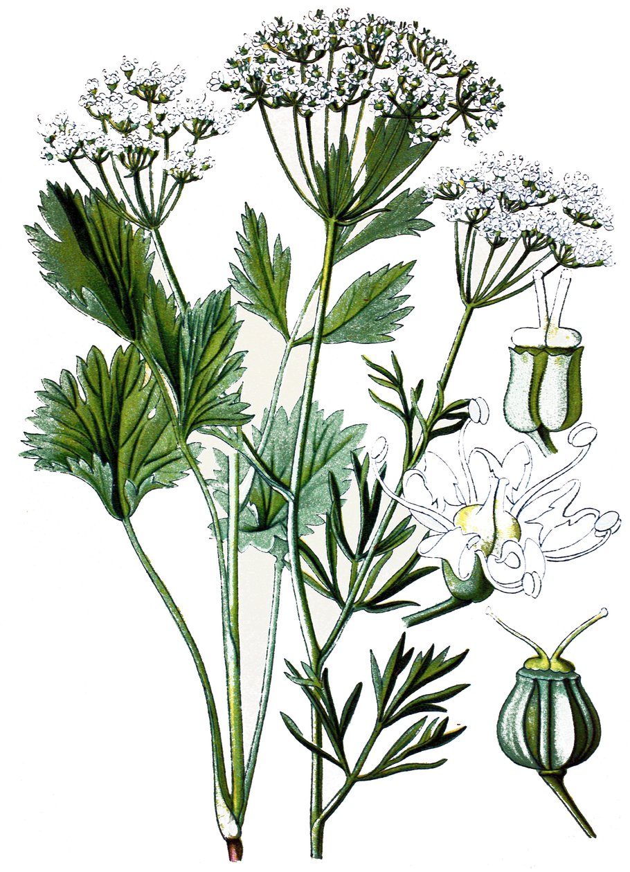 Tabla botánica, planta medicinal: anís, cromolitografía hacia 1870. de Unbekannter Künstler