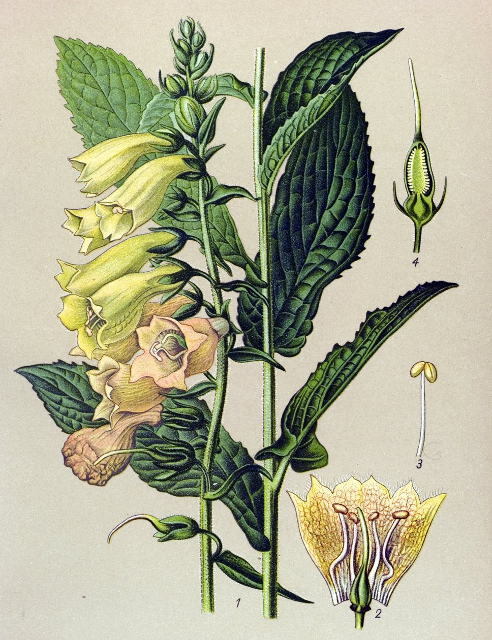 Tabla botánica, planta: Digital de flor grande (Digitalis grandiflora) de Unbekannter Künstler