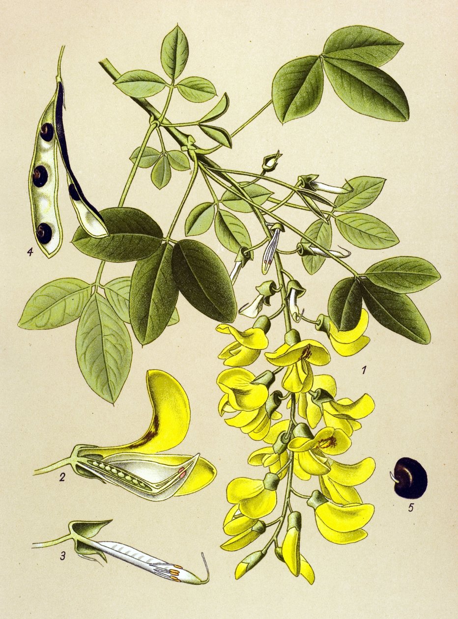 Tabla botánica, planta: Citisitis común o falsa ebena (Cytisus Laburnum) de Unbekannter Künstler