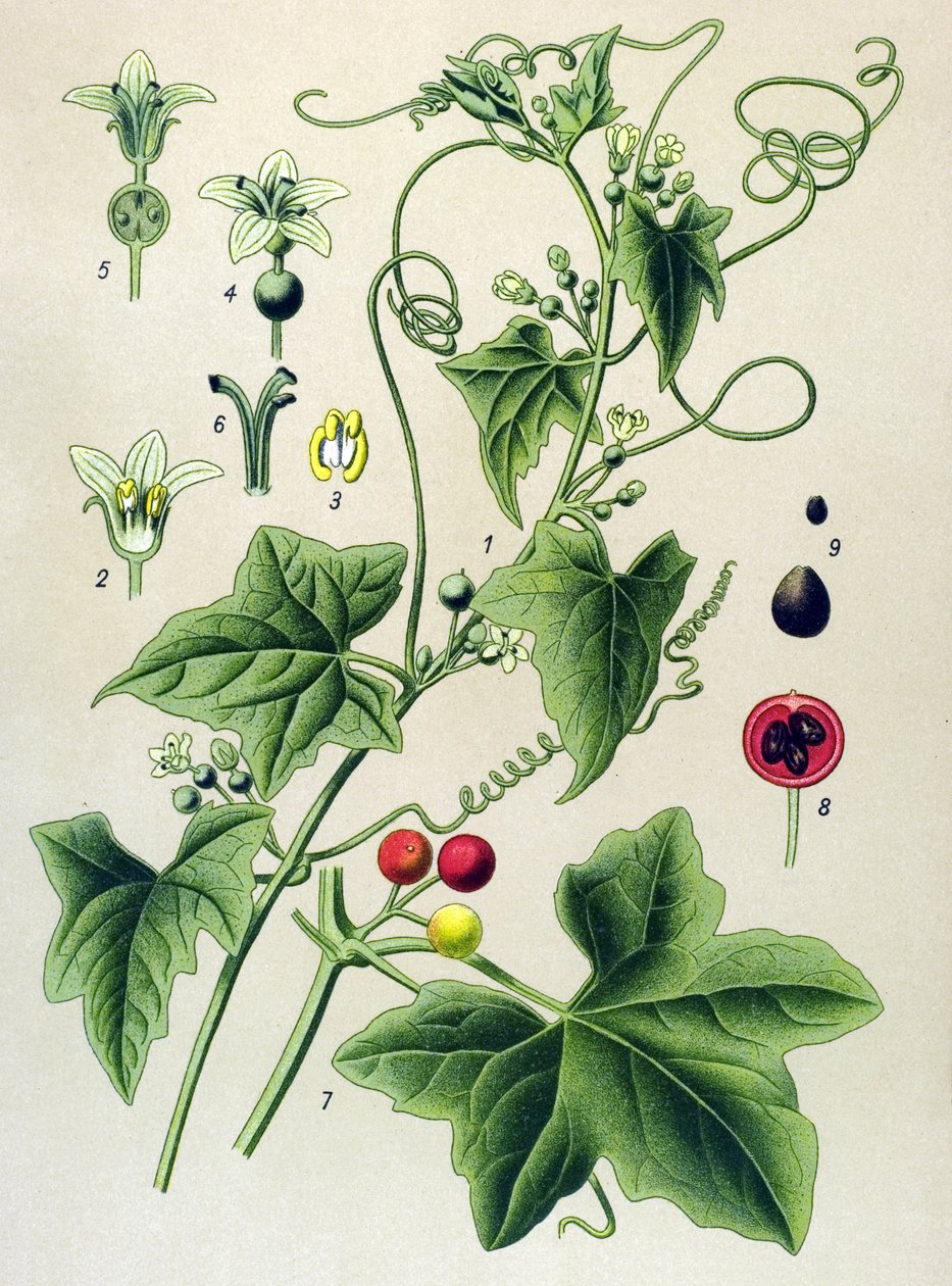 Tabla botánica, planta: Bryonia dioica (Bryonia dioica) de Unbekannter Künstler