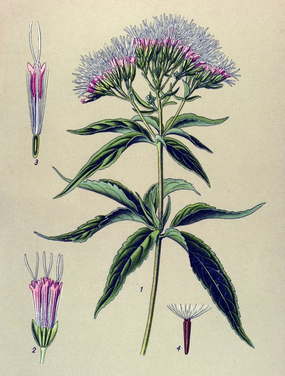 Tabla botánica, planta: Eupatorium de hoja de cáñamo (Eupatorium cannabinum) de Unbekannter Künstler