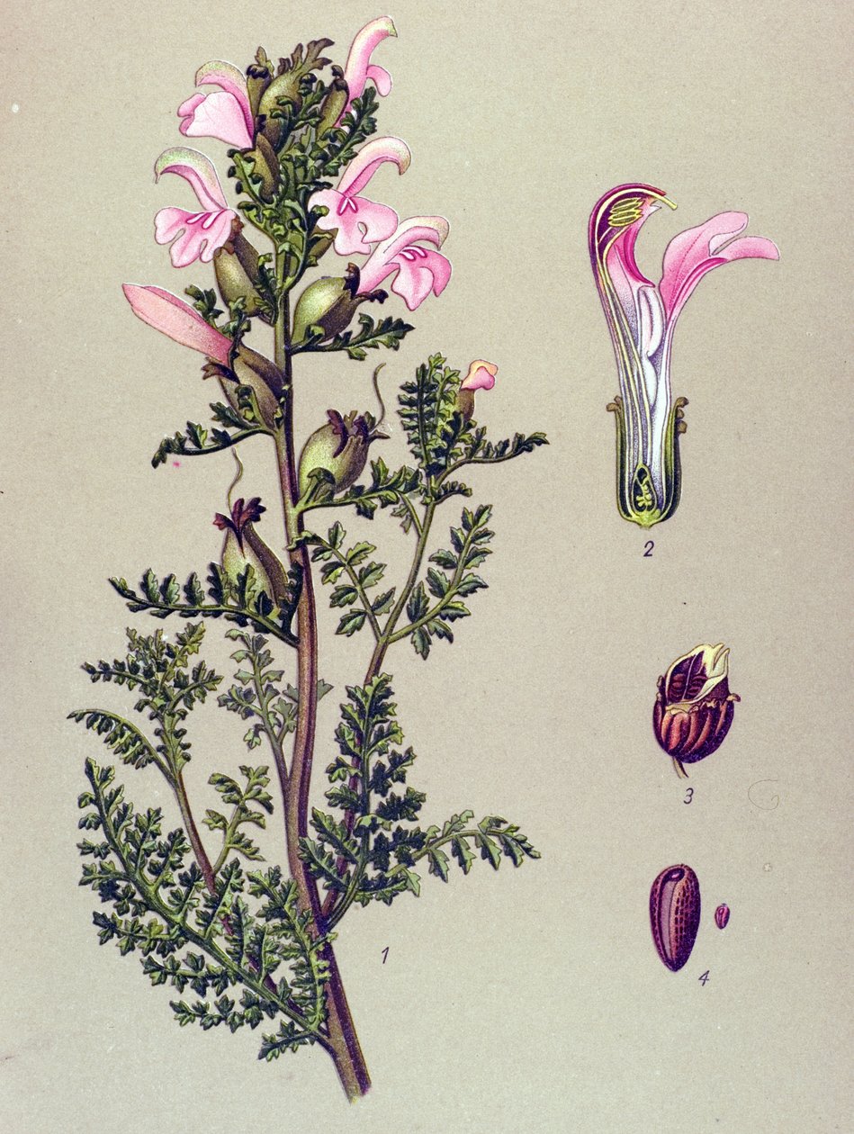 Tabla botánica, planta: Pedicular del pantano (Pedicularis palustris) de Unbekannter Künstler