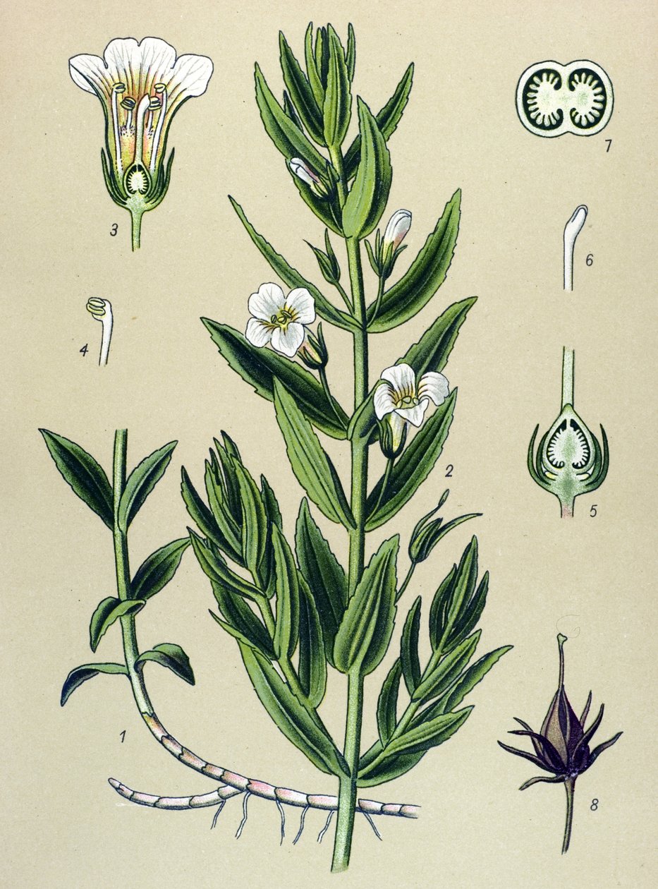 Tabla botánica, planta: la gratiola officinale (Gratiola officinalis) de Unbekannter Künstler
