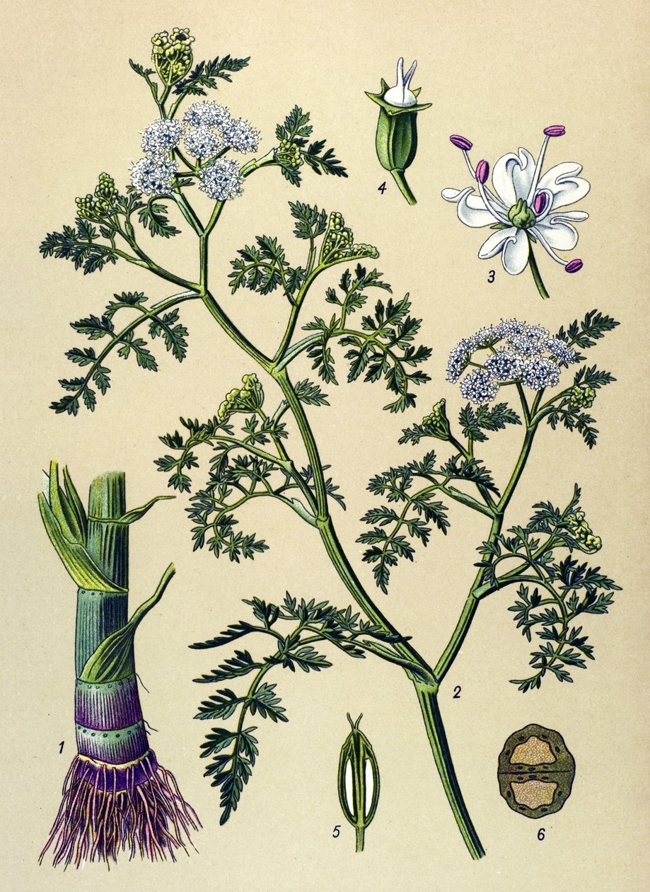 Tabla botánica, planta venenosa y medicinal: Oenanthe acuática (Oenanthe aquatica) de Unbekannter Künstler