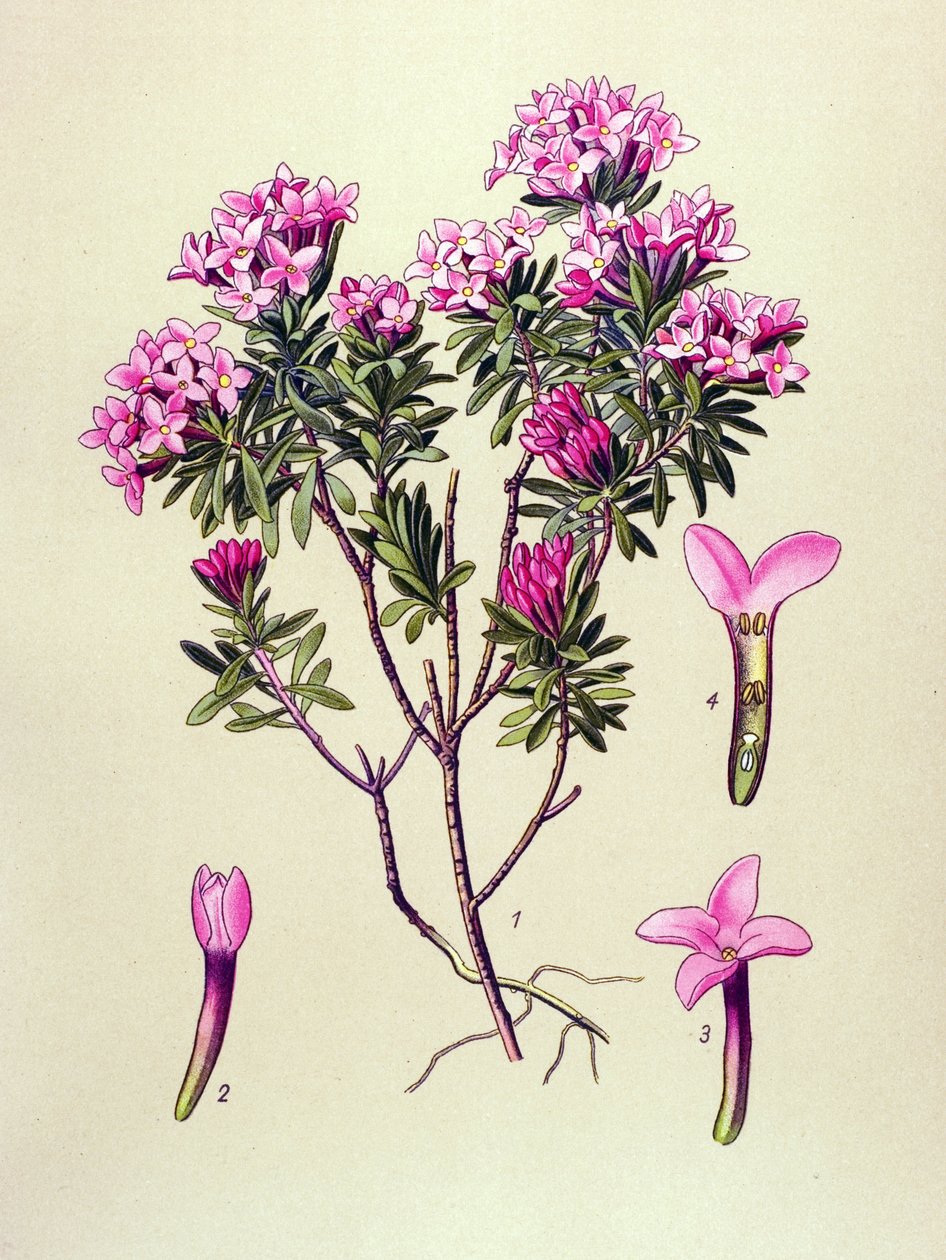 Tabla botánica, planta venenosa: camelee o camelee de los Alpes (Daphne Cneorum) de Unbekannter Künstler