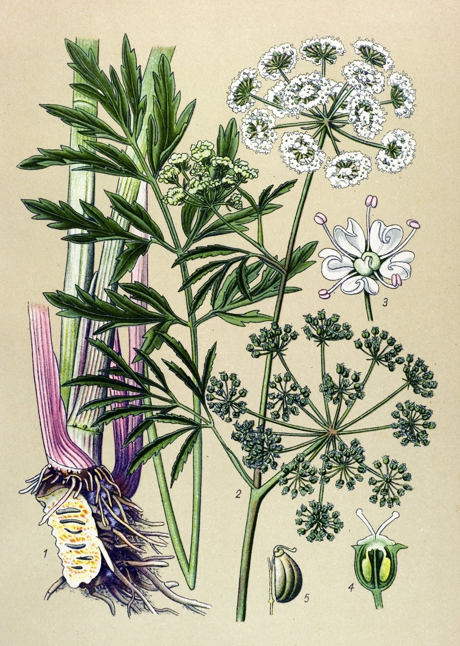 Tabla botánica, planta venenosa (tóxica) y medicinal: Cicuta acuática (Cicuta virosa). de Unbekannter Künstler