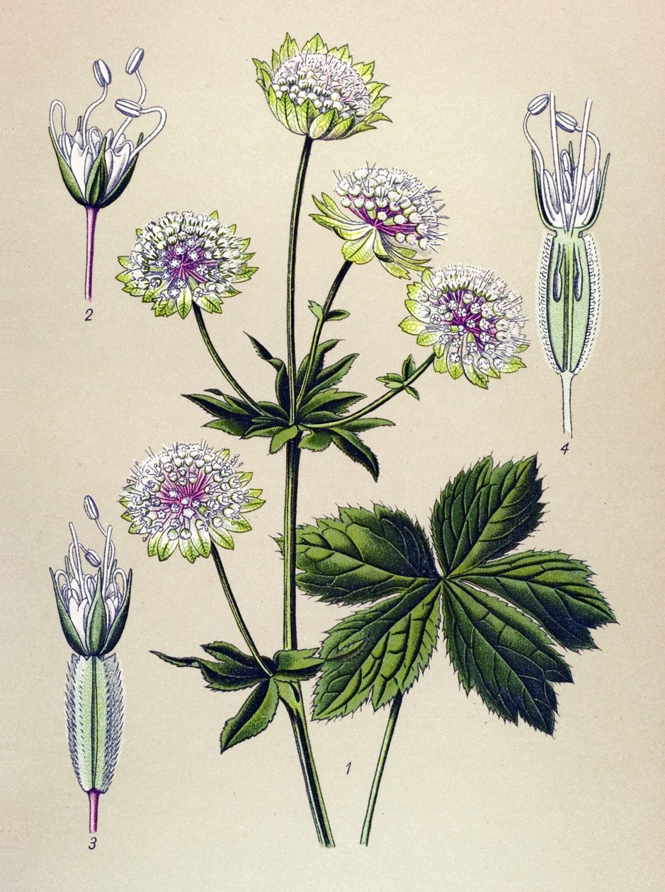 Tabla botánica, planta venenosa (tóxica) y medicinal: gran astrancia (Astrantia major) de Unbekannter Künstler
