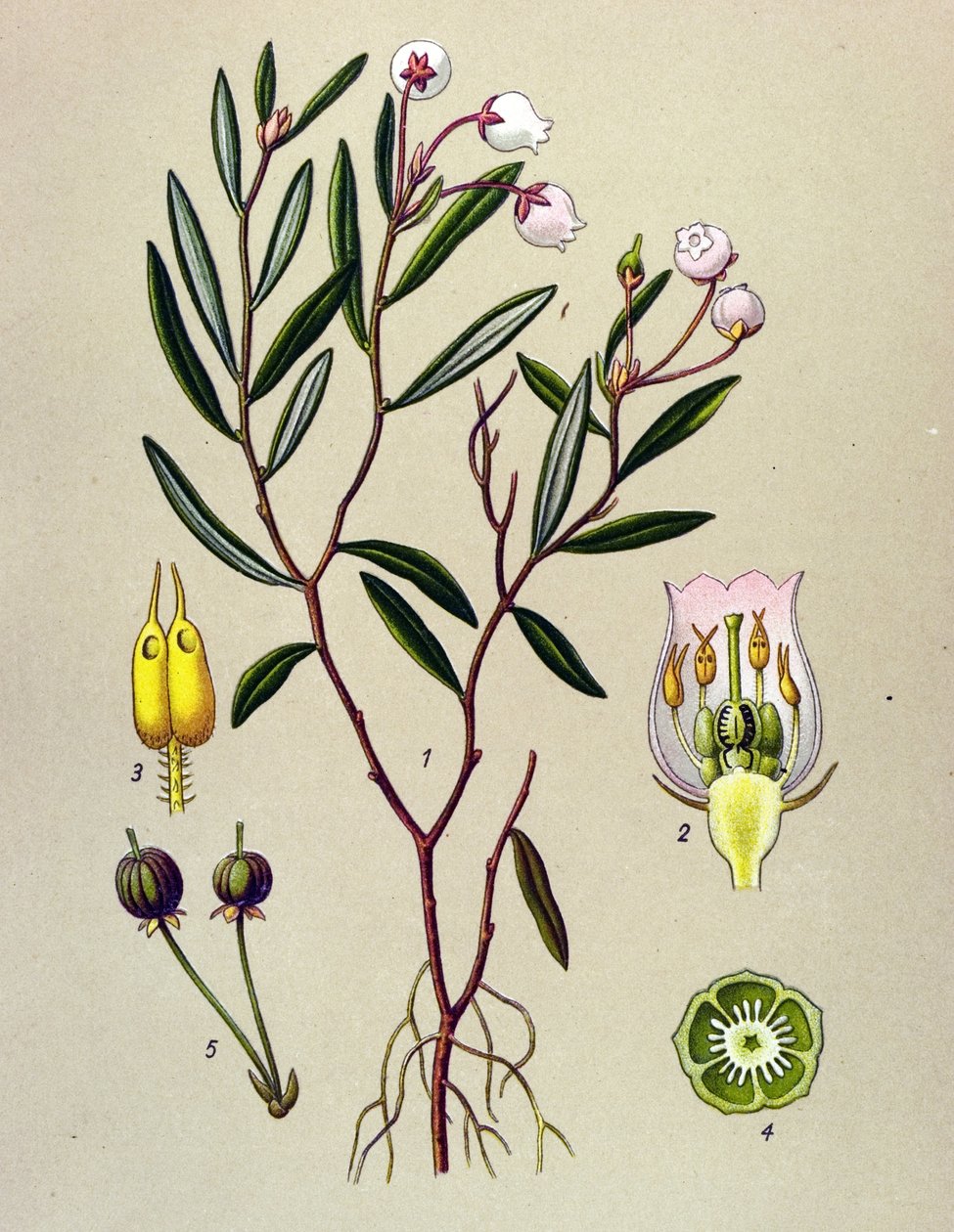 Tabla botánica, planta venenosa (tóxica): Andrómeda tiene hojas de polio (Andromeda polifolia) de Unbekannter Künstler