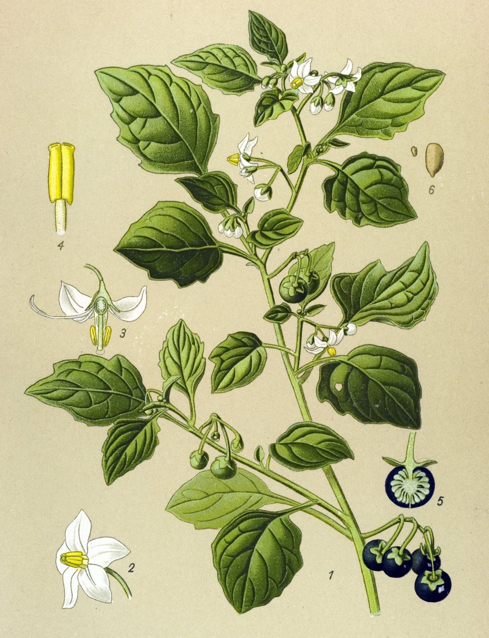 Tabla botánica, planta venenosa (tóxica): Hierba mora (Solanum nigrum) de Unbekannter Künstler