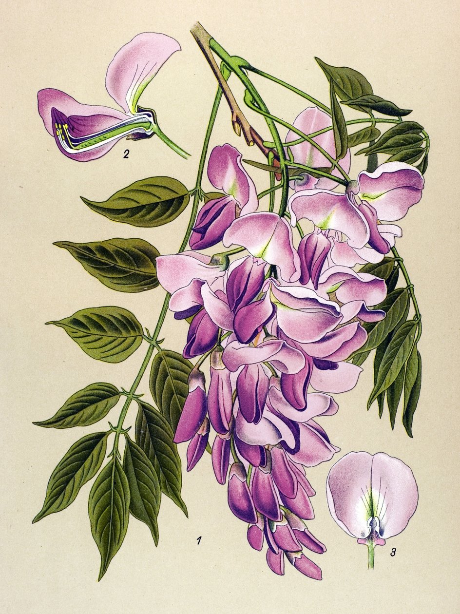 Tabla botánica, planta venenosa (tóxica): Glicina china (Wistaria chinensis) de Unbekannter Künstler
