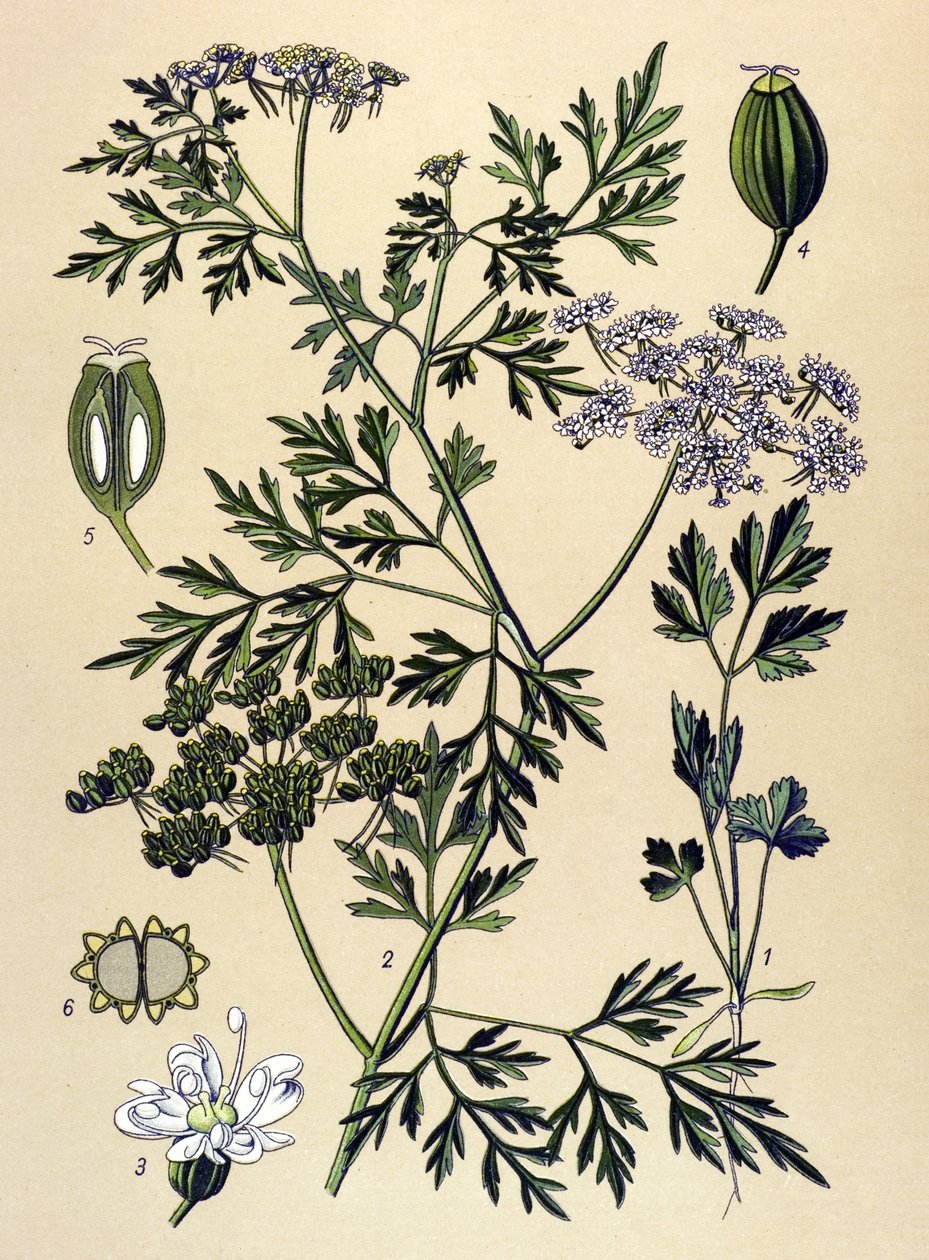 Tabla botánica, planta venenosa (tóxica): El perejil de los perros o falso perejil (Aethusa cynapium) de Unbekannter Künstler