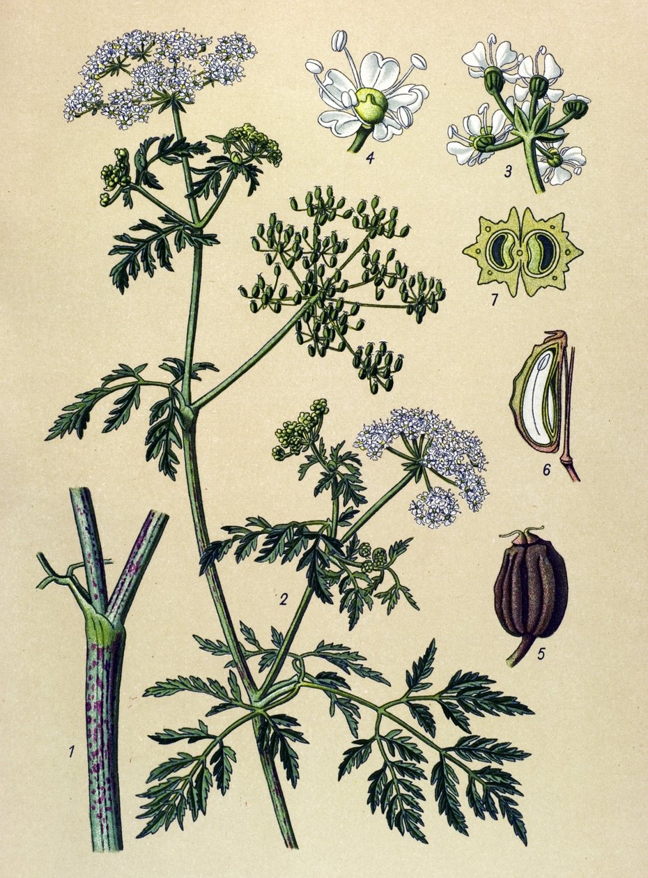 Tabla botánica, planta venenosa (tóxica): Cicuta (Conium maculatum) de Unbekannter Künstler