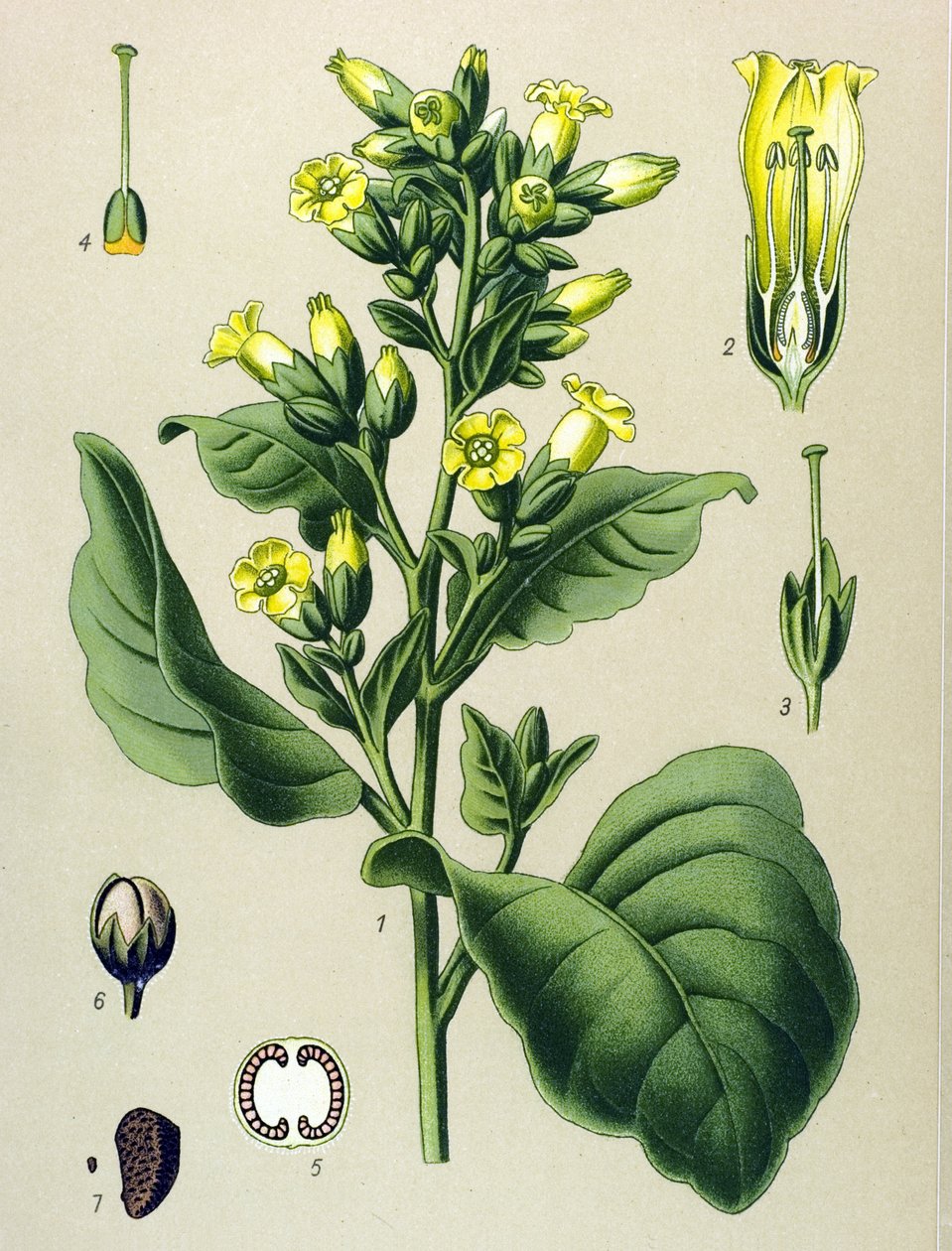 Tabla botánica, planta venenosa (tóxica): Tabaco blanco de Mapacho (Nicotiana rustica) (Nicotiana tabacum) de Unbekannter Künstler