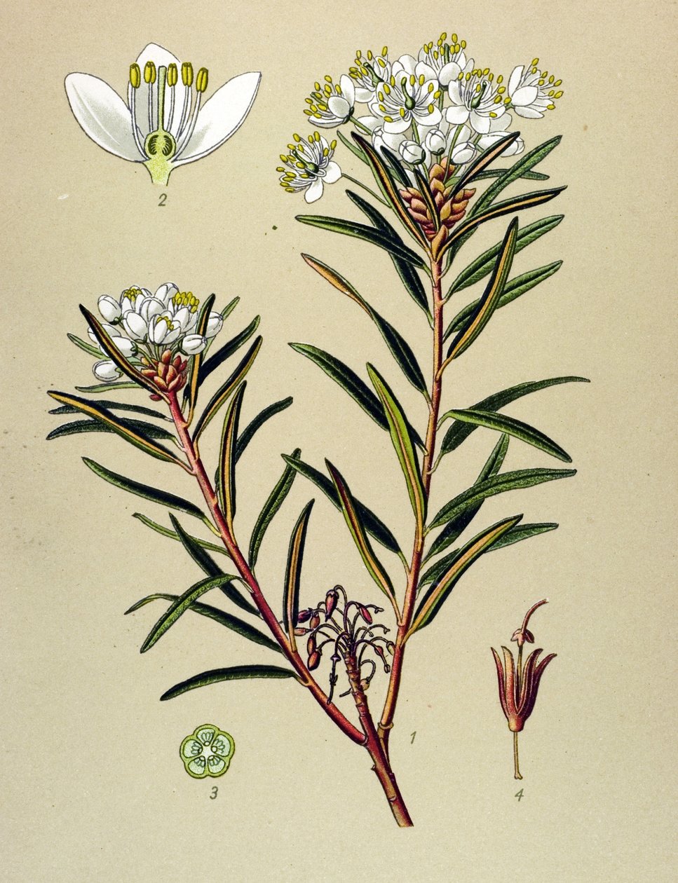 Tabla botánica, planta venenosa (tóxica): Ledón de pantano (Ledum palustre) de Unbekannter Künstler