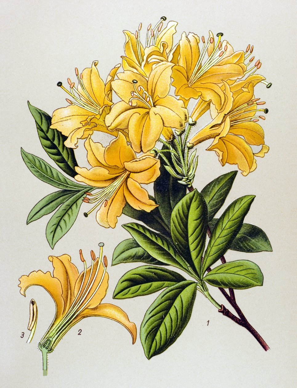 Tabla botánica, planta venenosa (tóxica): Azalea amarilla (Rhododendron luteum) de Unbekannter Künstler