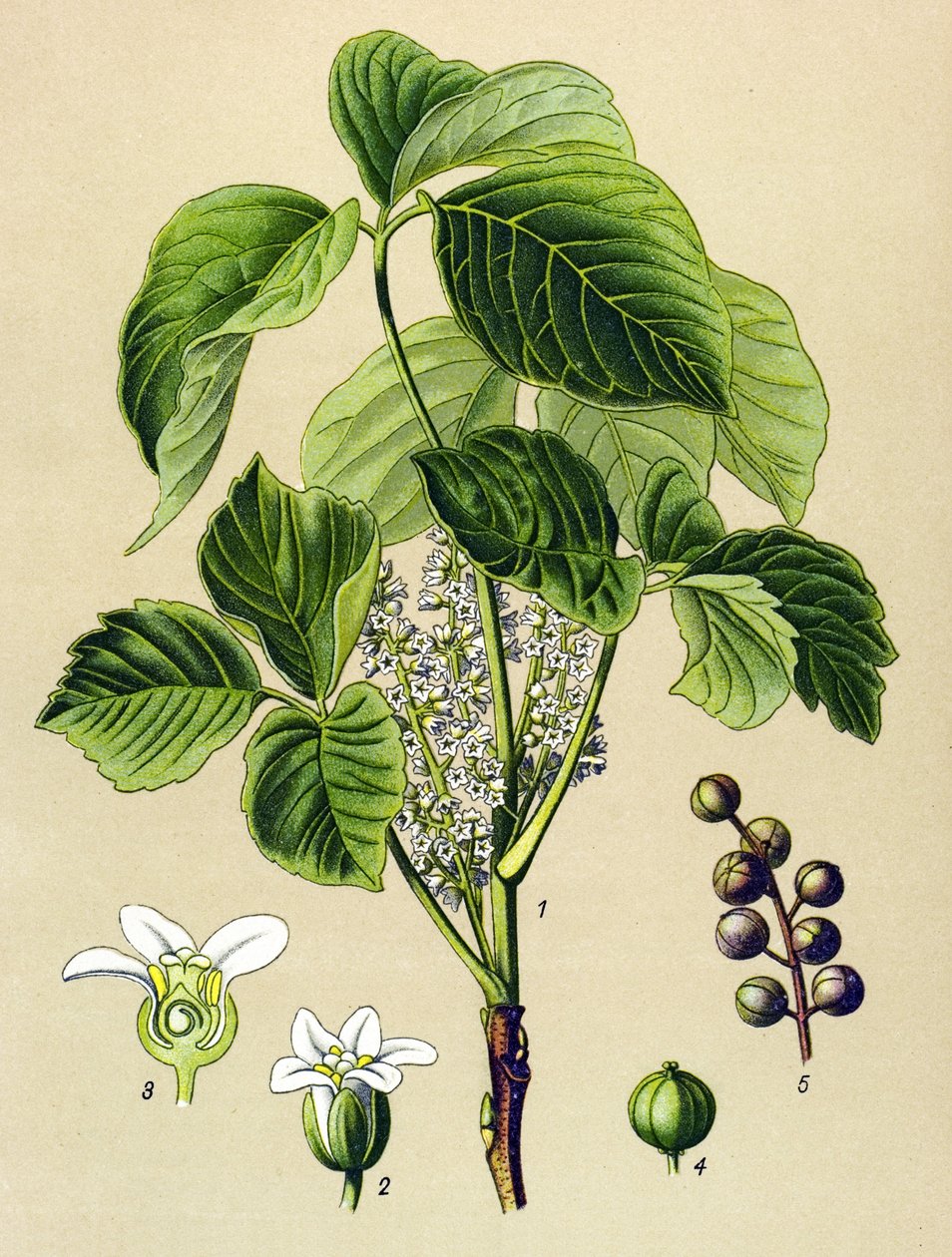 Tabla botánica, planta venenosa (tóxica): zumaque trepador (Rhus toxicodendron) de Unbekannter Künstler