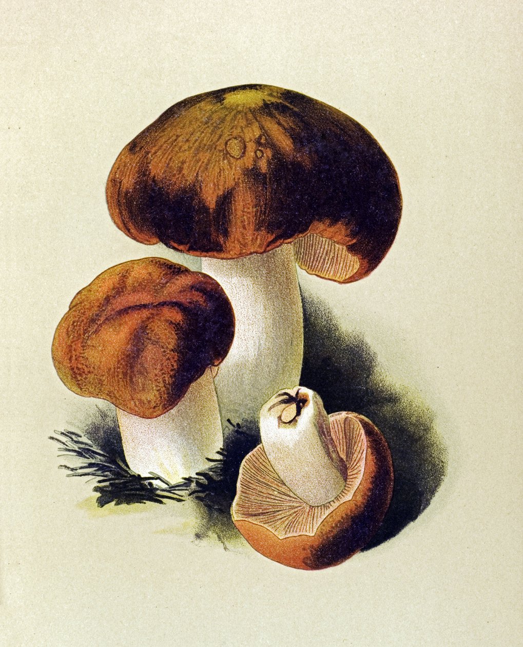 Tabla botánica con hongo tóxico (venenoso): Russule foetens (Russula foetens) de Unbekannter Künstler
