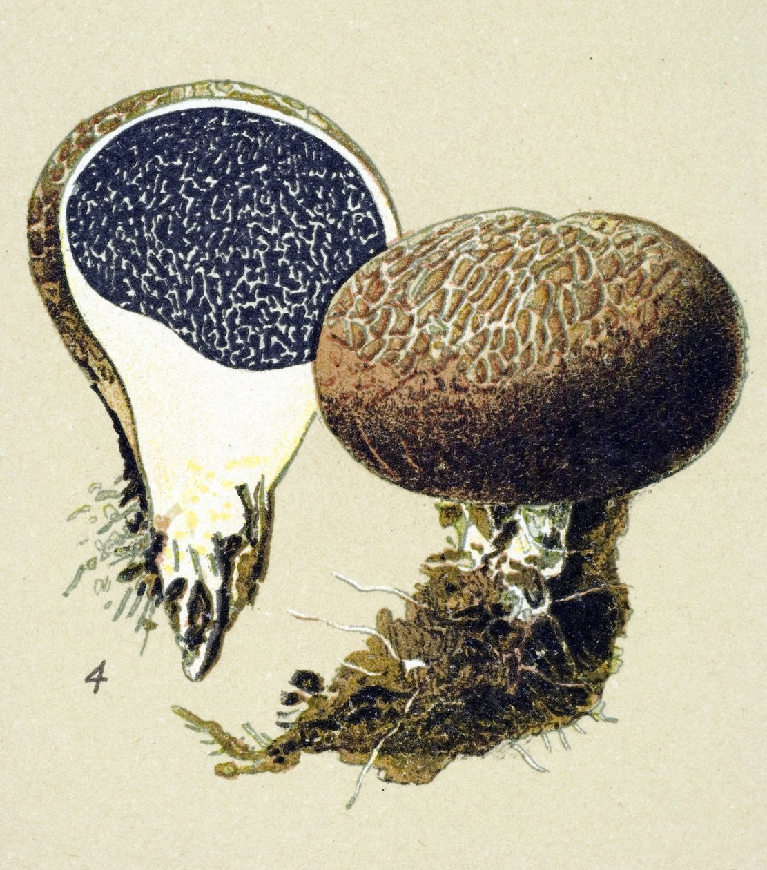 Tabla botánica con hongo tóxico (venenoso): esclerodermia vulgar (Scleroderma vulgare) de Unbekannter Künstler