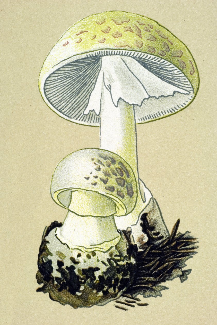 Tablero botánico con hongo tóxico (venoso): amanita (Amanita phalloides) de Unbekannter Künstler