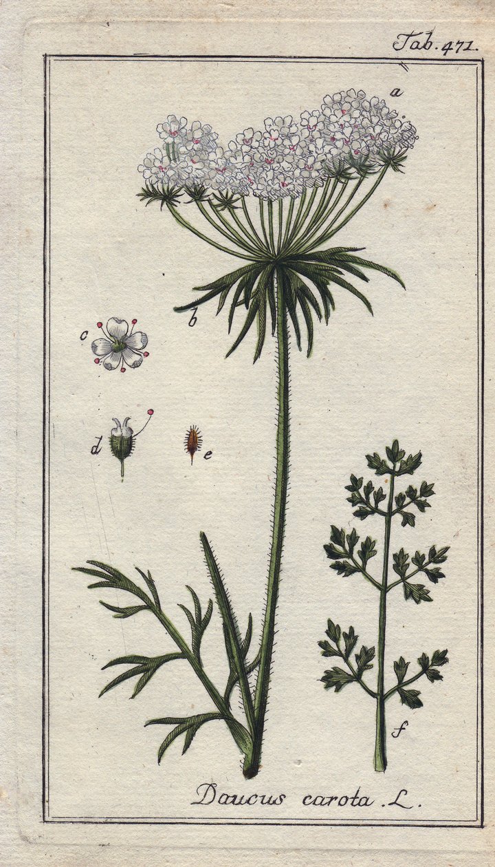 Botánica: flor de zanahoria - Flores y hojas de zanahoria, Daucus carota. Grabado en cobre coloreado a mano a partir de un dibujo de B. Thanner de la obra de Johannes Zorn "Icons plantarum medicinalium", Alemania. de Unbekannter Künstler