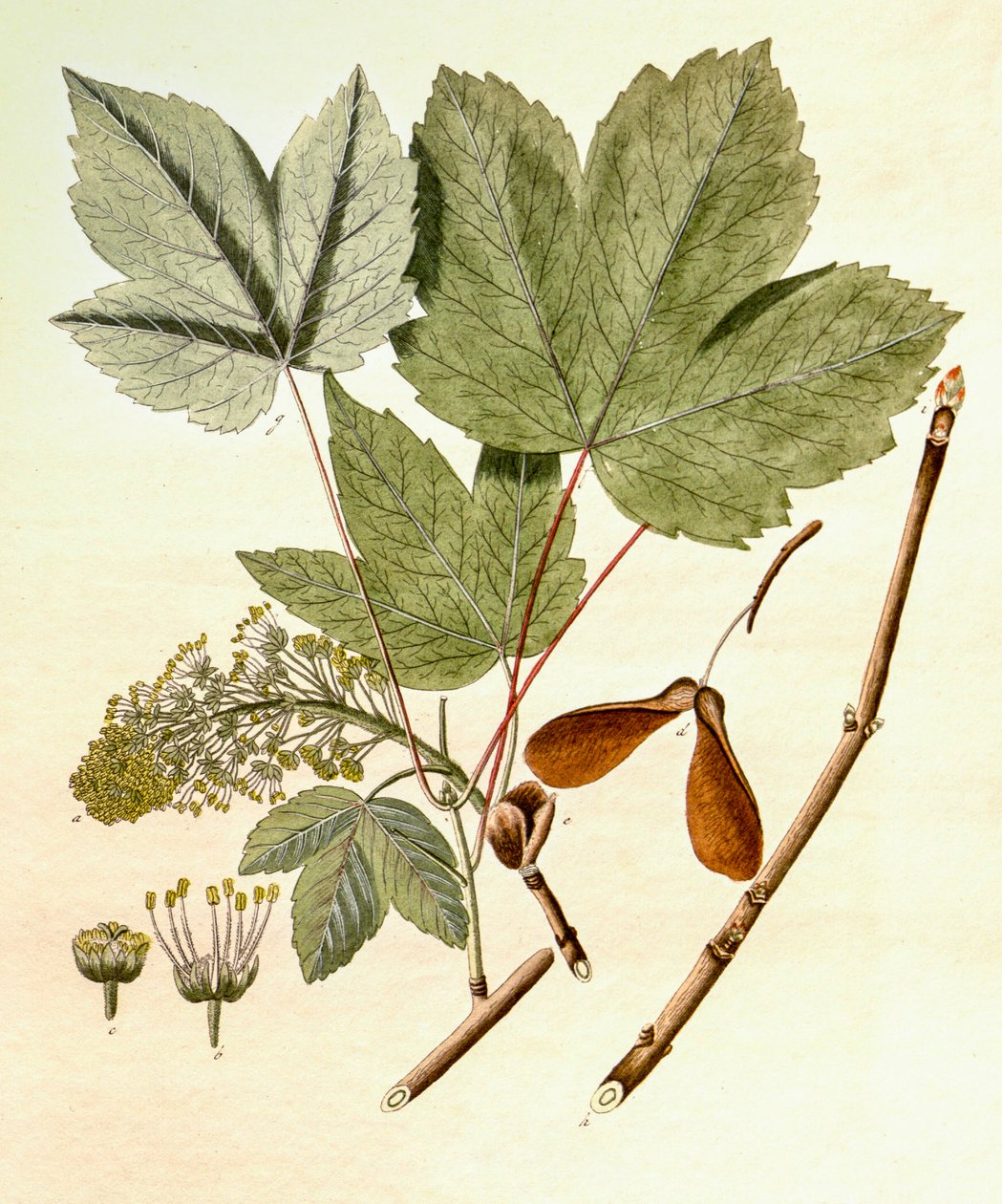 Ilustración botánica/Acer pseudoplatanus/Arce falso plátano de Unbekannt