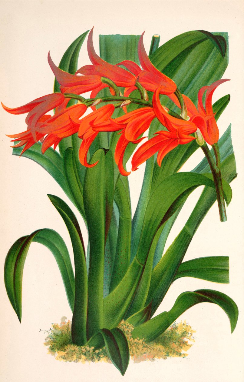 Ilustración botánica / Ada aurantiaca de Unbekannt