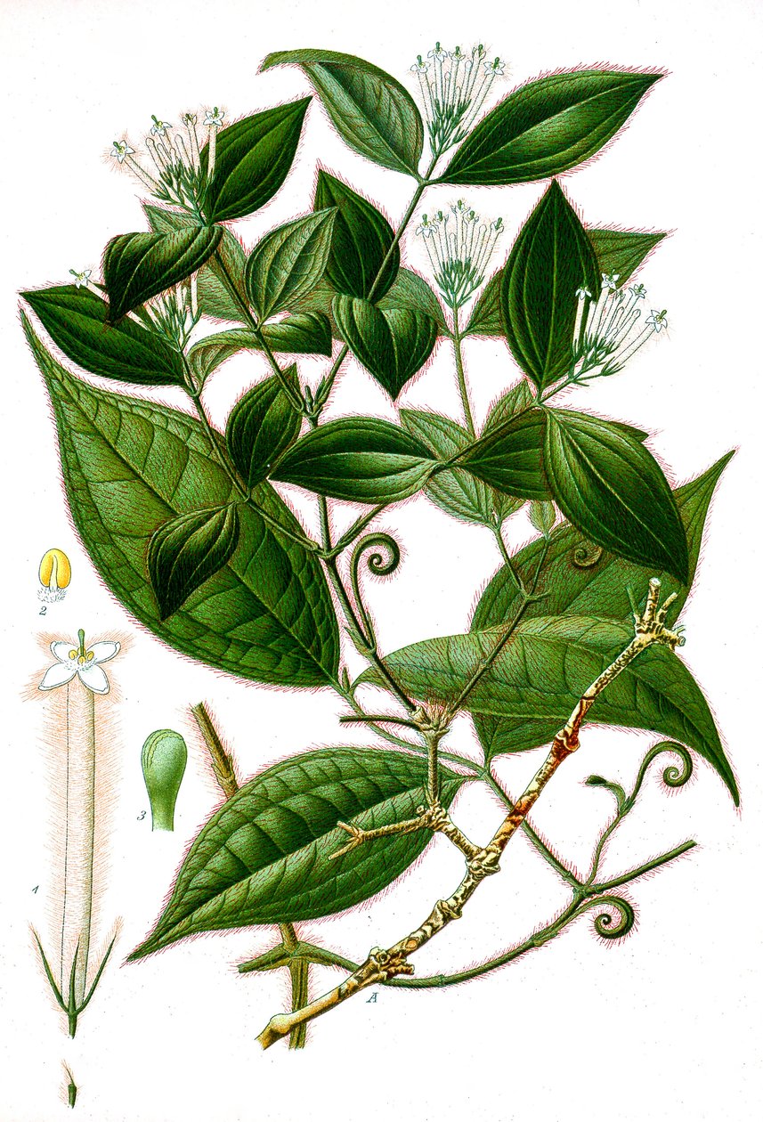 Ilustración botánica/Strychnos toxifera/Curare de Unbekannt
