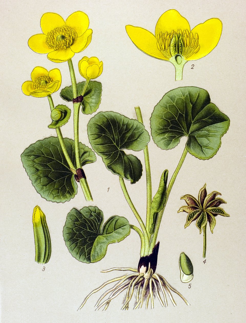 Tabla botánica. Planta venenosa (tóxica): población palustre (Caltha palustris) de Unbekannter Künstler