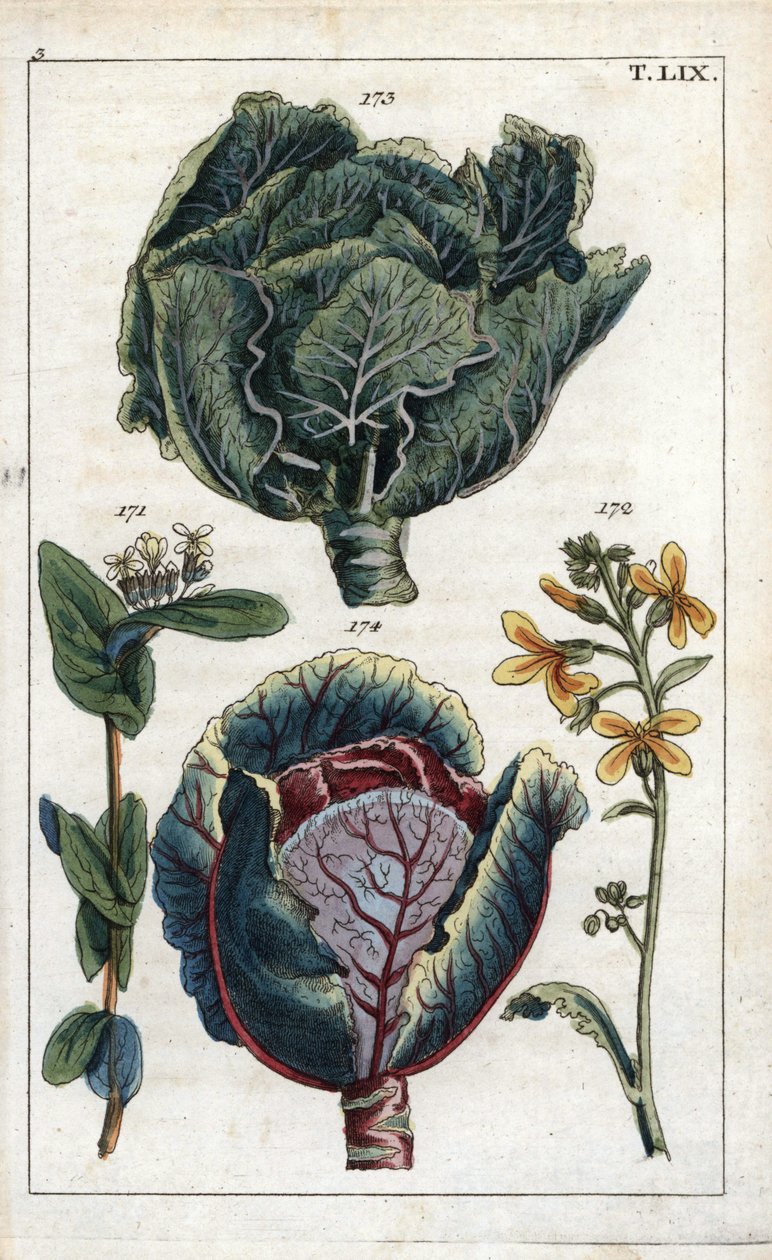 Botánica: col, Repollo, Brassica oleracea capitata, flor 172 y cabeza de hojas 173, lombarda, Brassica oleracea rubra de Unbekannter Künstler