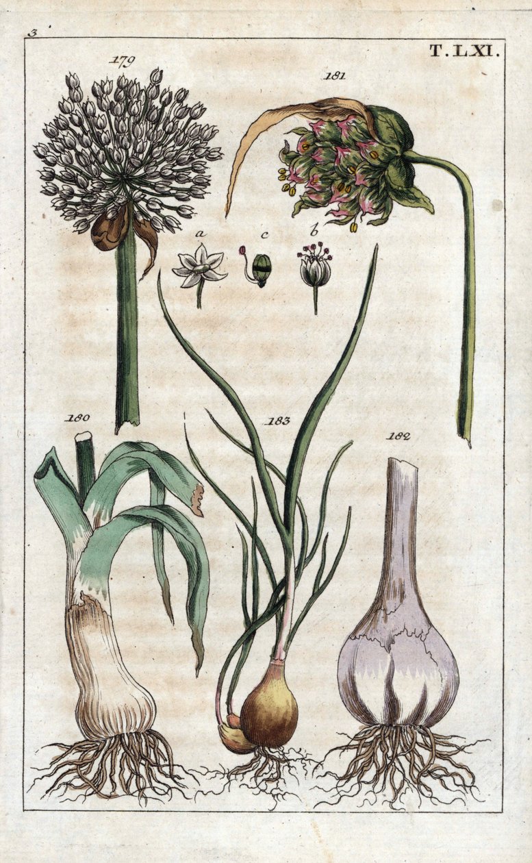 Botánica: puerro, ajo, echalote - Puerro, Allium pollum 179, flor de ajo, Allium sativum 181, bulbo de ajo 182, y chalote, Allium cepa var. aggregatum, ascalonicum de Unbekannter Künstler