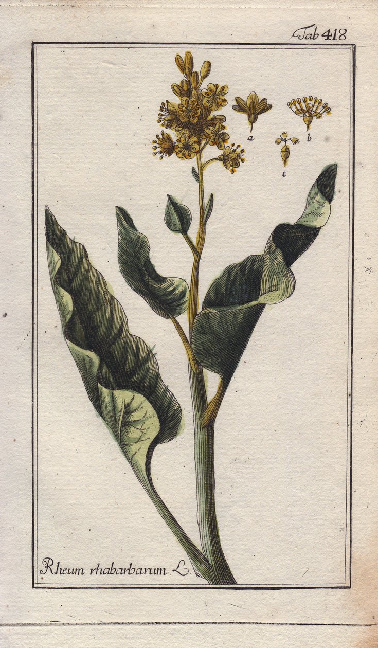 Botánica: hojas de ruibarbo - Hojas de ruibarbo, Rheum rhabarbarum. Grabado en cobre coloreado a mano a partir de un dibujo de B. Thanner de la obra de Johannes Zorn "Icons plantarum medicinalium", Alemania. de Unbekannter Künstler