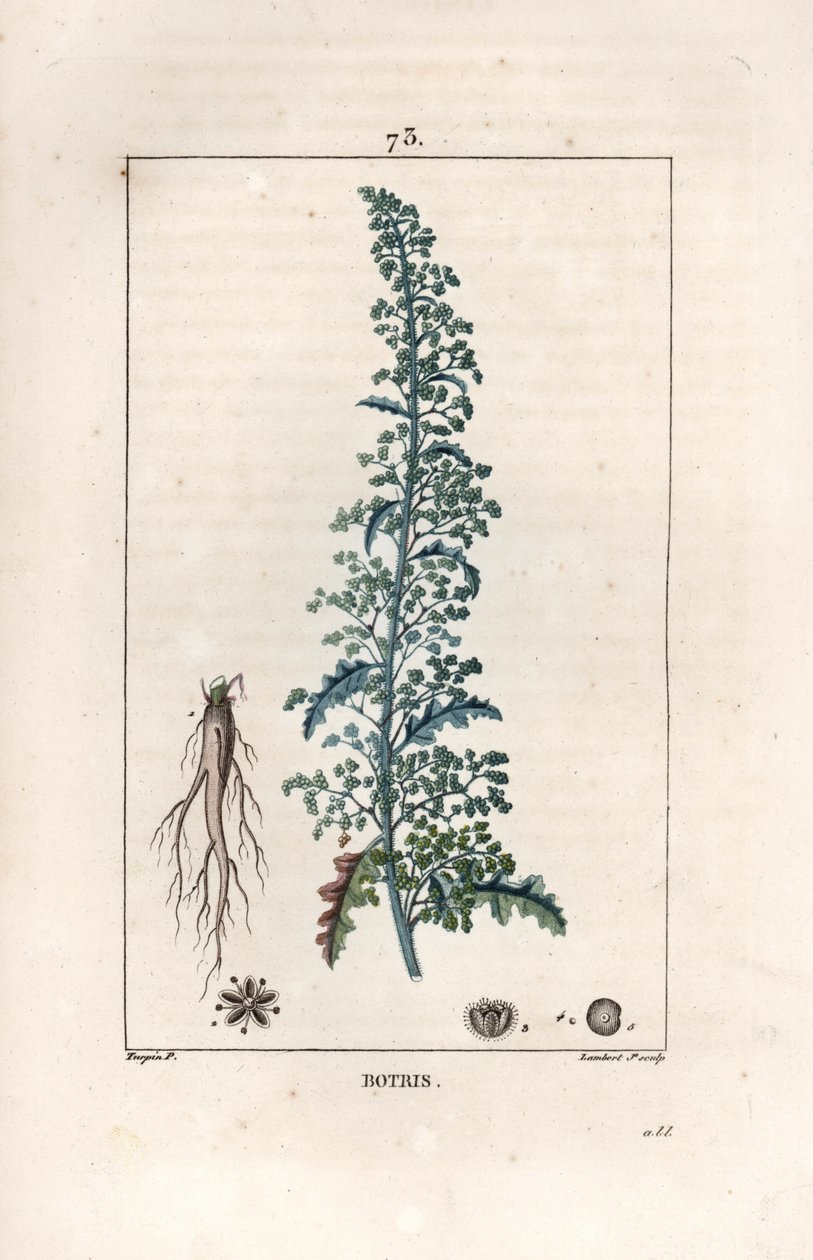Botris (Chenopodium botrys) - Grabado de Lambert fils, según un dibujo de Pierre Jean Francois Turpin (1775-1840), de La flore medicale, de Chaumeton, Poiret et Chamberet, París 1830 - Dysphania botrys - Grabado de Lambert Ju de Unbekannter Künstler