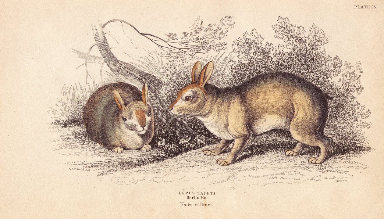 Conejo brasileño, Sylvilagus brasiliensis (Lepus tapeti). De especímenes del Museo de Berlín. Grabado en acero coloreado a mano por Lizars a partir de una ilustración de Charles Hamilton Smith de la Biblioteca Naturalista de William Jardine, Edimburgo. de Unbekannter Künstler