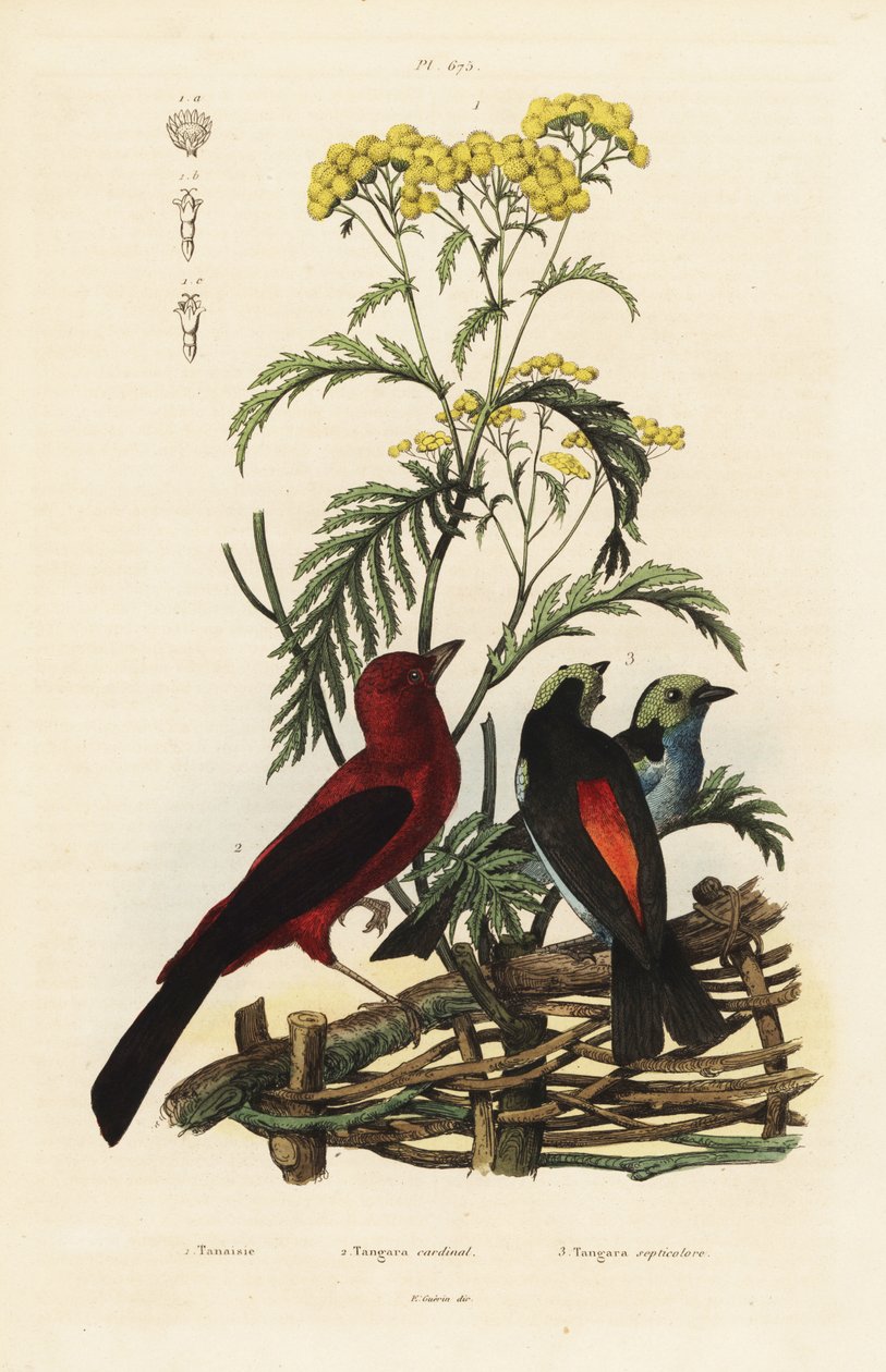 Tangara brasileña, Ramphocelus bresilius, y tangara del paraíso, Tangara chilensis de Unbekannt