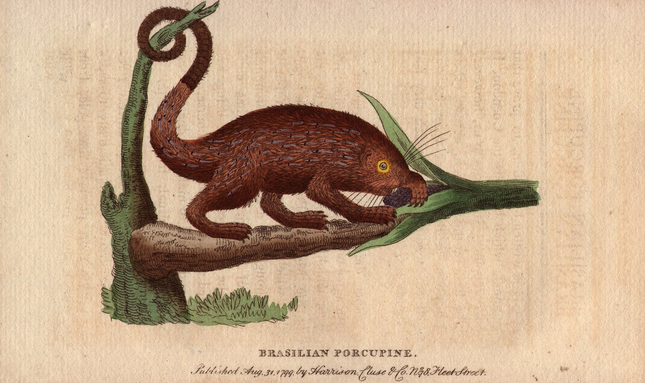Cerdo épico de Bresilia (Coendou prehensilis), cerdo épico americano semiarborícola de las estirpes tropicales, cuya cola prensil le permite trepar a los árboles. Dibujo de Thomas Pennant (1726-1798). Litografía en The Naturalist Pocket Magazine or Cabinet de Unbekannter Künstler