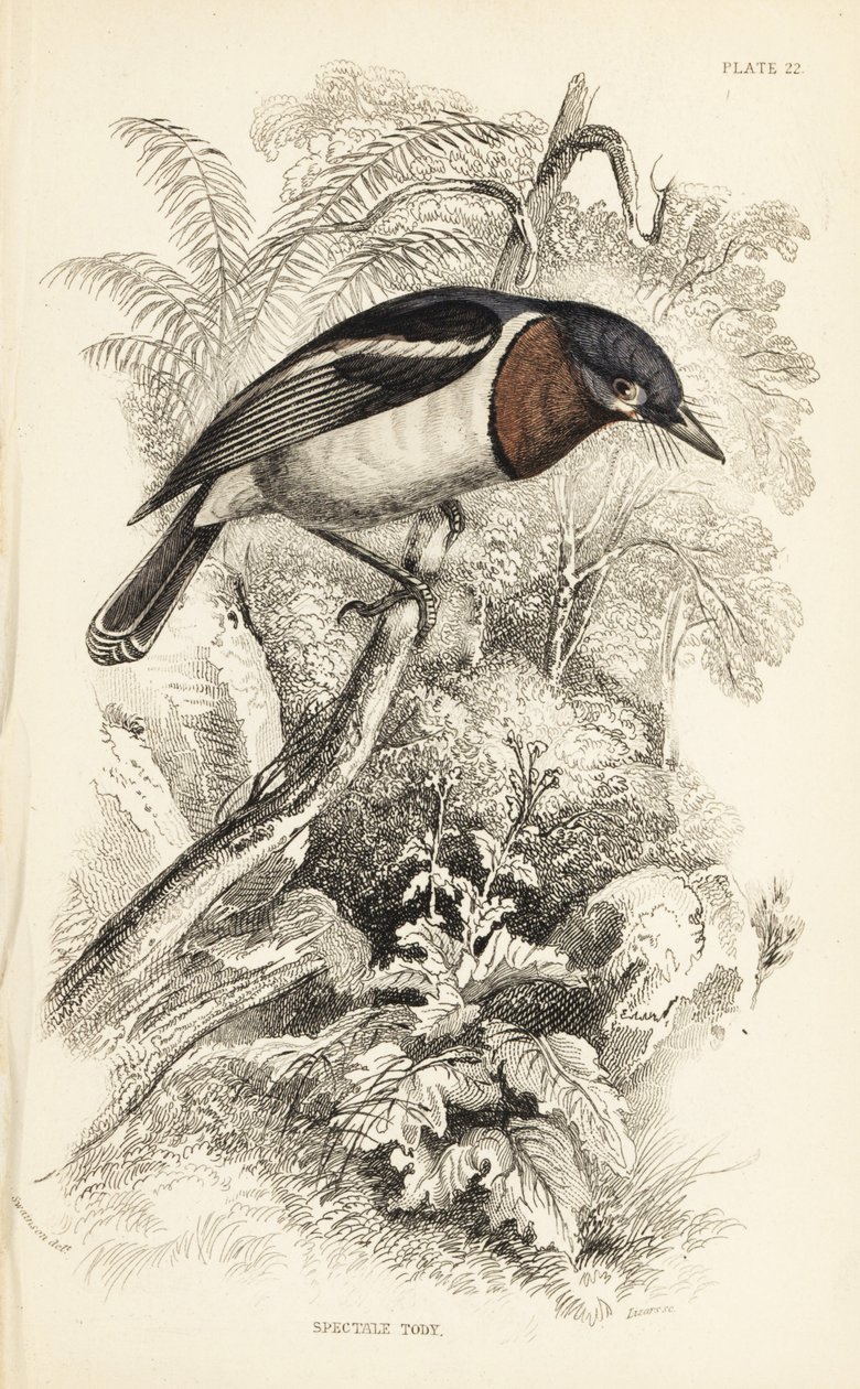 Platysteira cyanea (Platystera lobata). Grabado en acero coloreado a mano por William Lizars a partir de una ilustración de William Swainson de la Naturalist